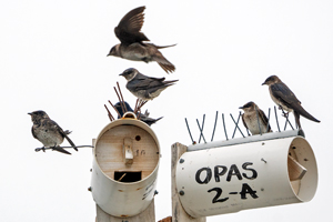 Purple Martin